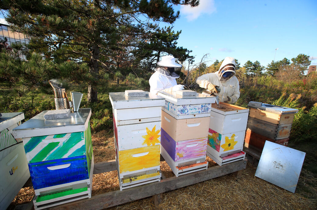 UB bee hives